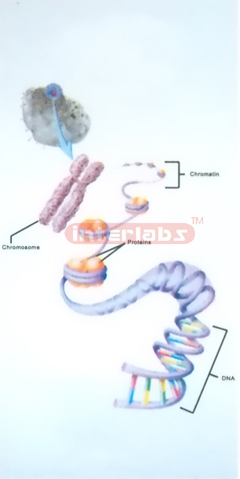 HANGING HUMAN DNA CHANGING AND DEMONSTRATING MODEL